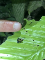 Ranitomeya variabilis