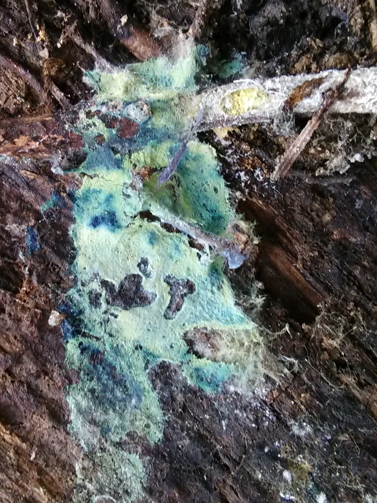 Amaurodon mustialaensis