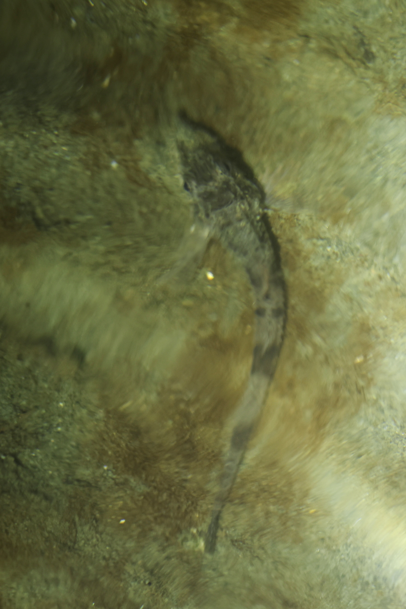 Sturgeon Poacher photo 8