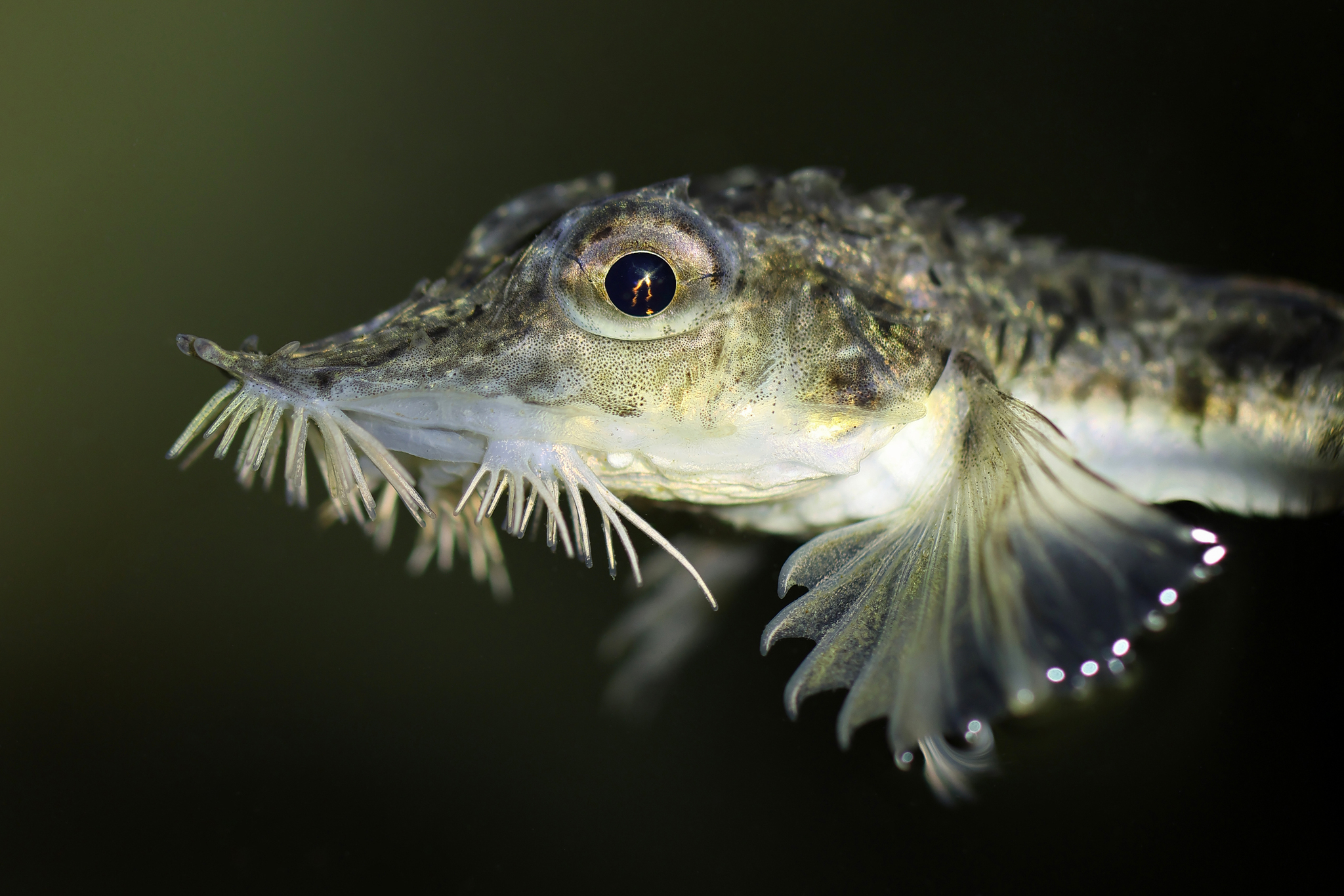 Sturgeon Poacher photo 6