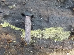 Acanthohelicospora aurea