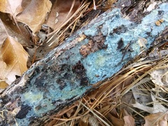Byssocorticium atrovirens