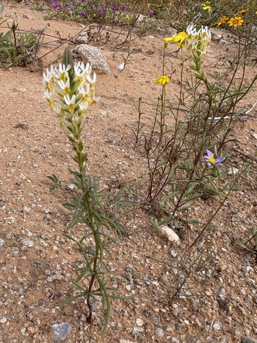 White Slugwort (Hebenstretia repens)