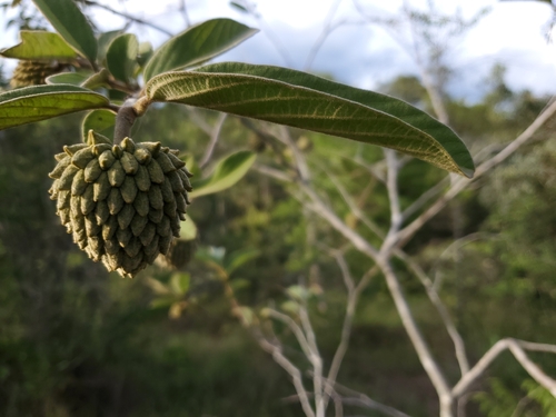 Annona tomentosa observed 2026-01-02