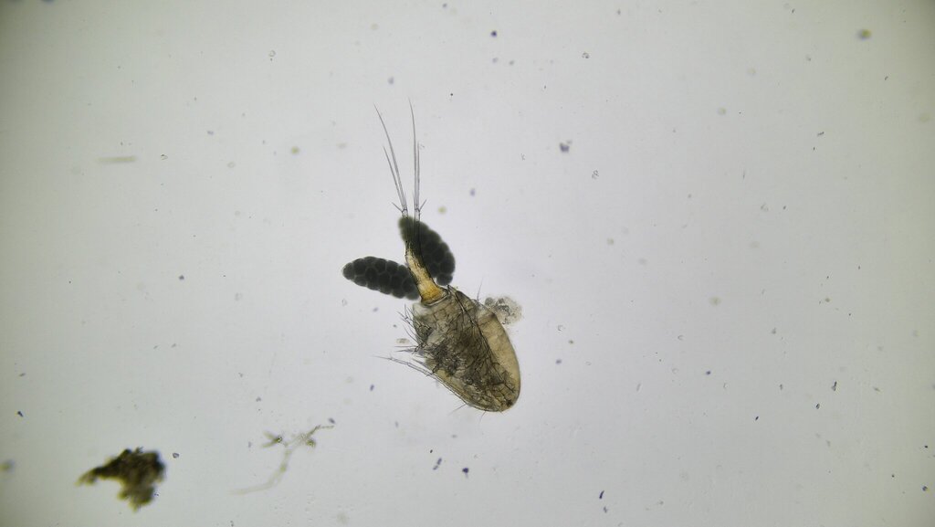 Eucyclops serrulatus serrulatus