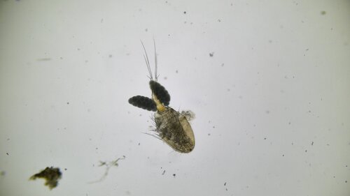 Eucyclops serrulatus serrulatus