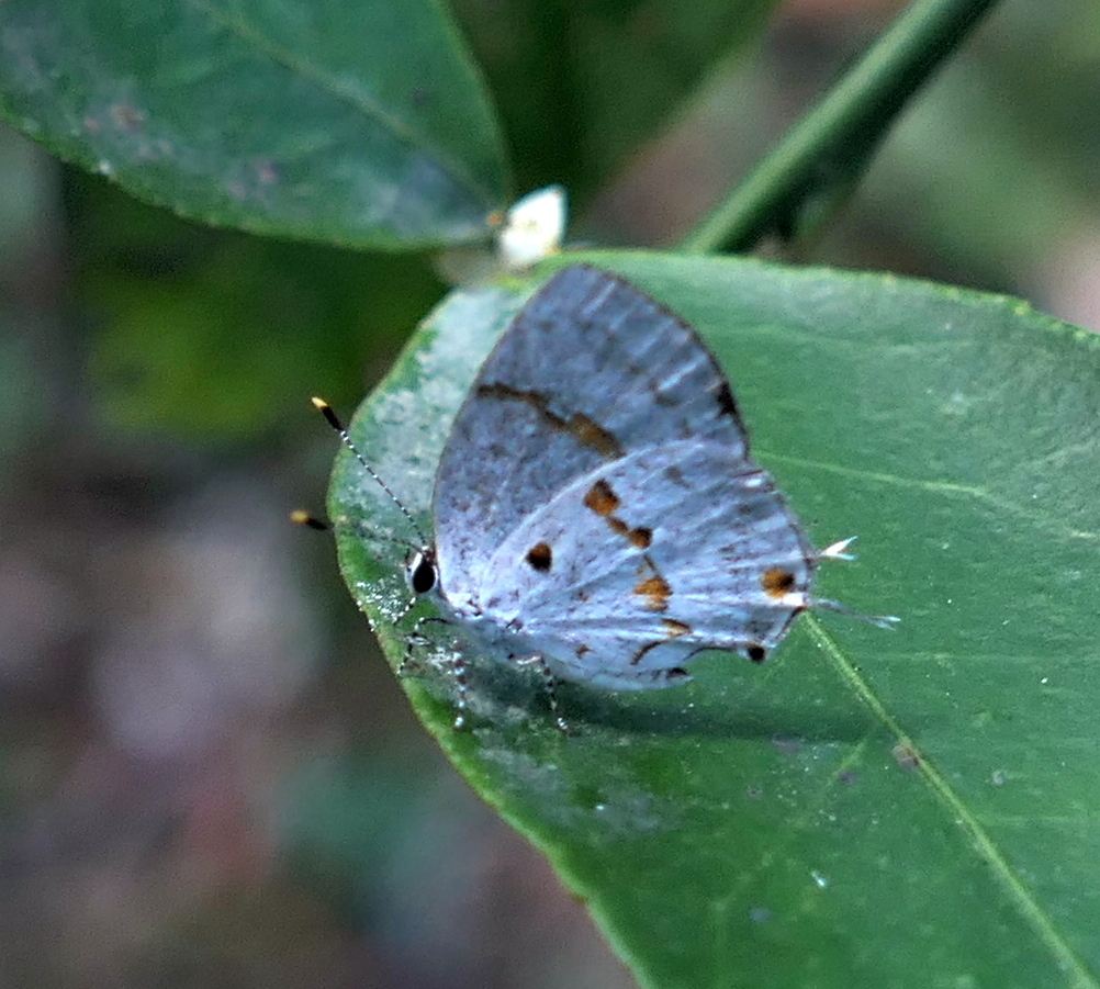 Celmia celmus