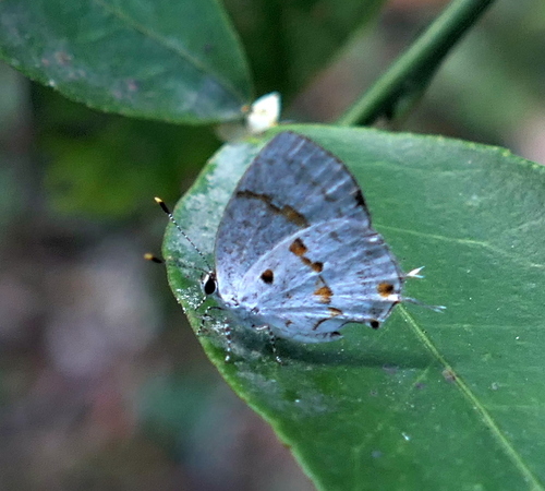 Celmia celmus