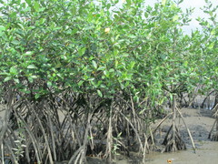 Rhizophora mangle