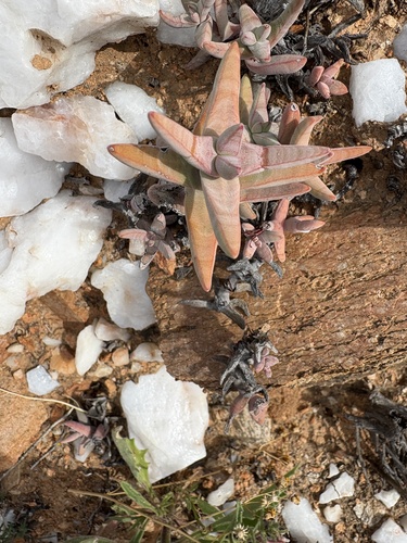 Crassula grisea