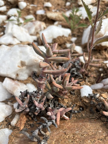 Crassula grisea