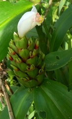 Costus arabicus