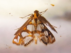 Chrysendeton