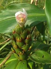 Costus arabicus