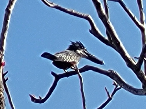 iNaturalist: (c) Luke Smith, some rights reserved (CC BY-NC), uploaded by Luke Smith iNaturalist image