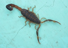 Centruroides chamulaensis