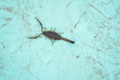 Centruroides chamulaensis