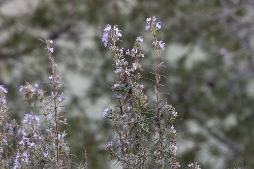 Avistamiento Salvia rosmarinus