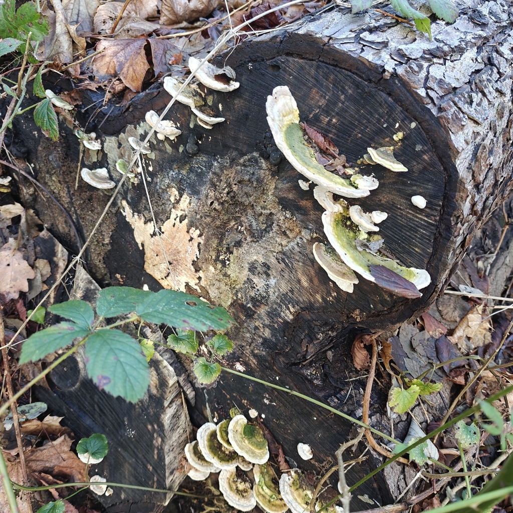 Trametes gibbosa · January 2026 · photo: © stuartfraser (iNaturalist, cc-by)