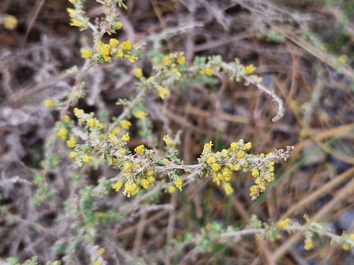 Artemisia herba-alba, photograph 3