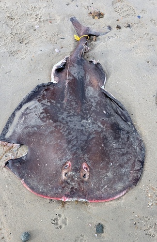 Atlantic electric ray (Tetronarce nobiliana) — Torpedinidae