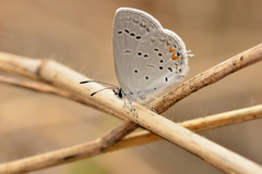 Cupido comyntas texana