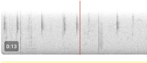 MacGillivray's Warbler (Geothlypis tolmiei), photo 5