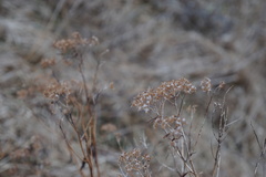 Solidagininae