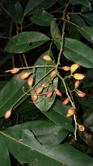 Connaraceae