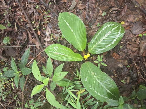 Goeppertia sellowii