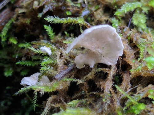 Small Moss Oysterling