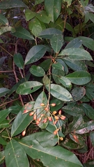 Connaraceae