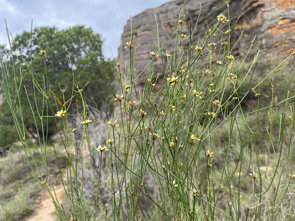 Secamone minutifolia