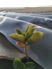 Kalanchoe densiflora