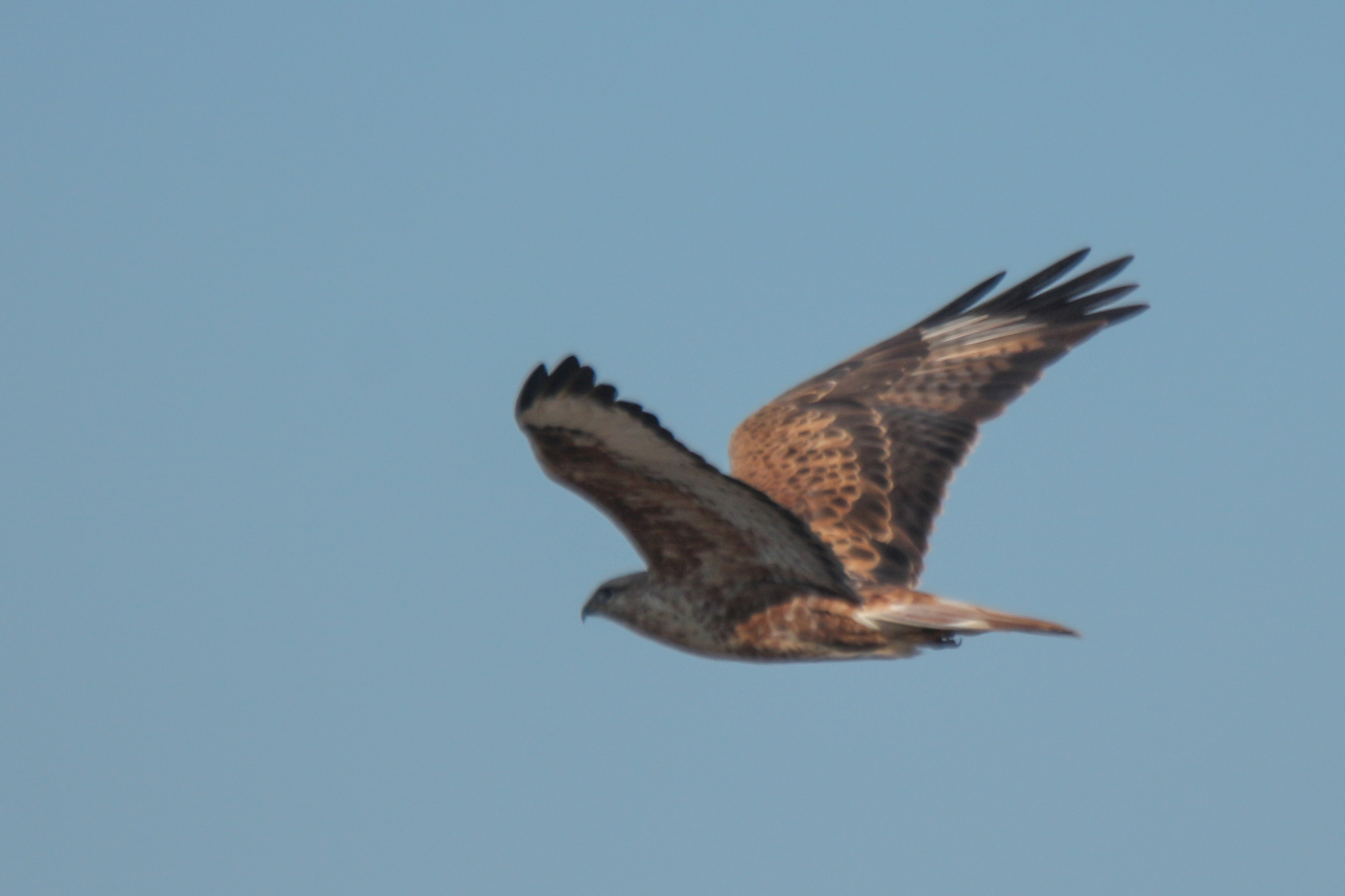 Long-legged Buzzard (Buteo rufinus), photo 5