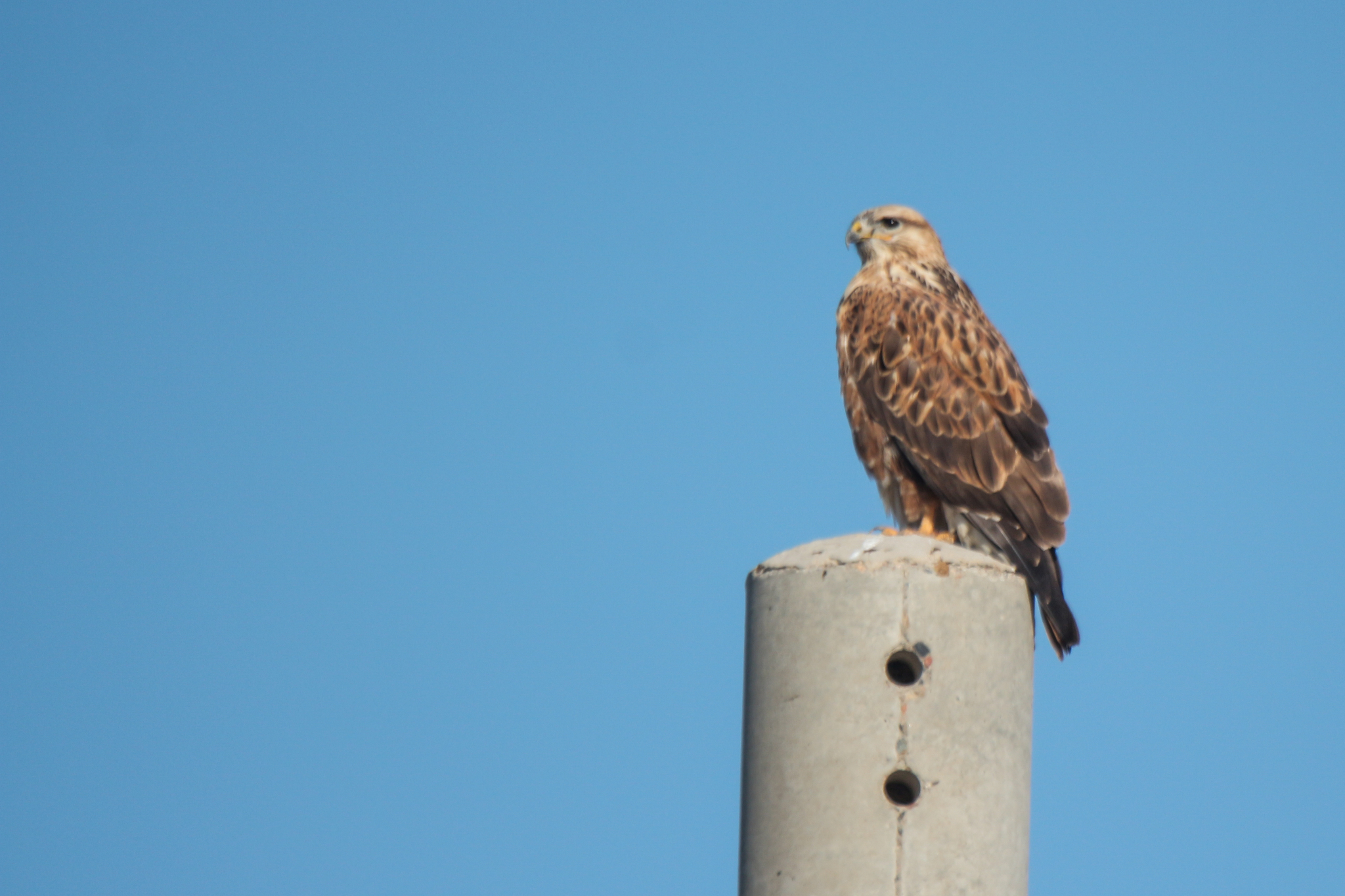 Long-legged Buzzard (Buteo rufinus), photo 4