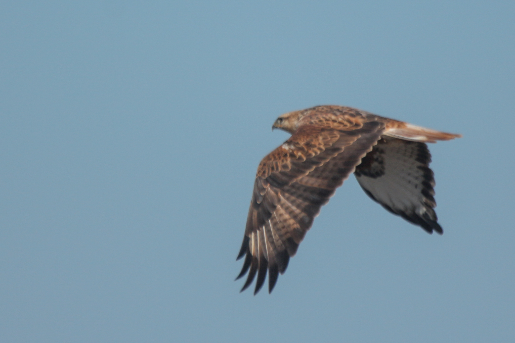 Long-legged Buzzard (Buteo rufinus), photo 6