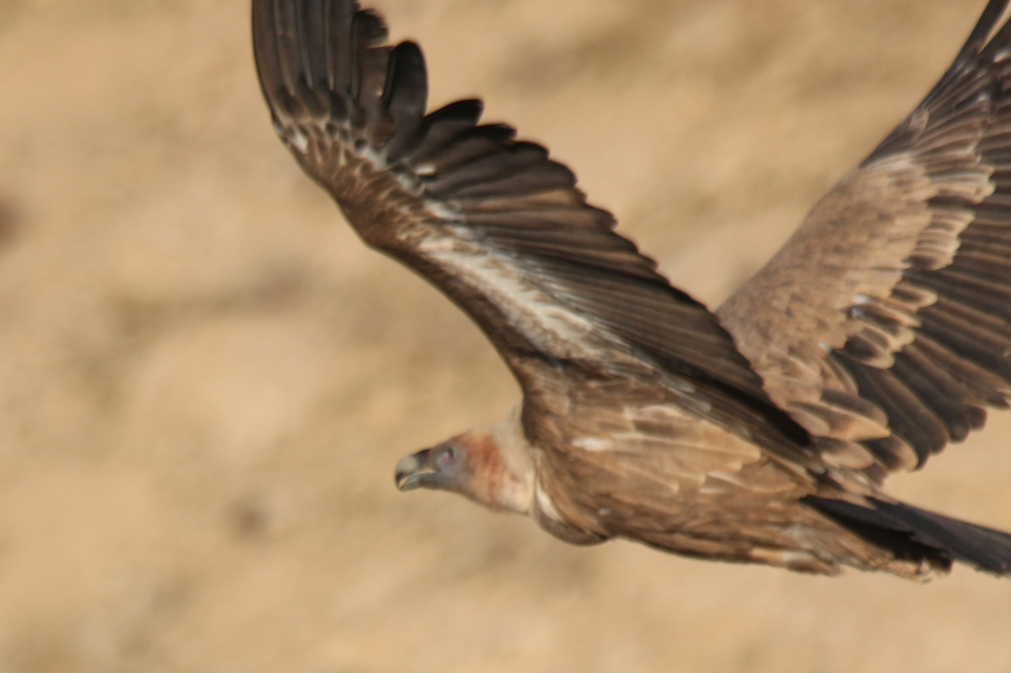 Griffon Vulture (Gyps fulvus), photo 5
