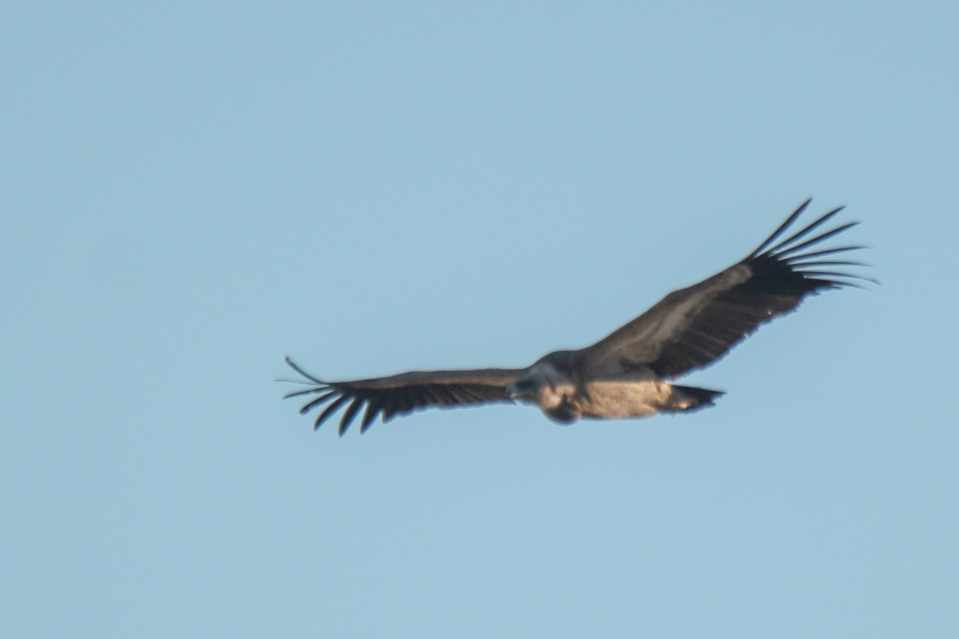 Griffon Vulture (Gyps fulvus), photo 6