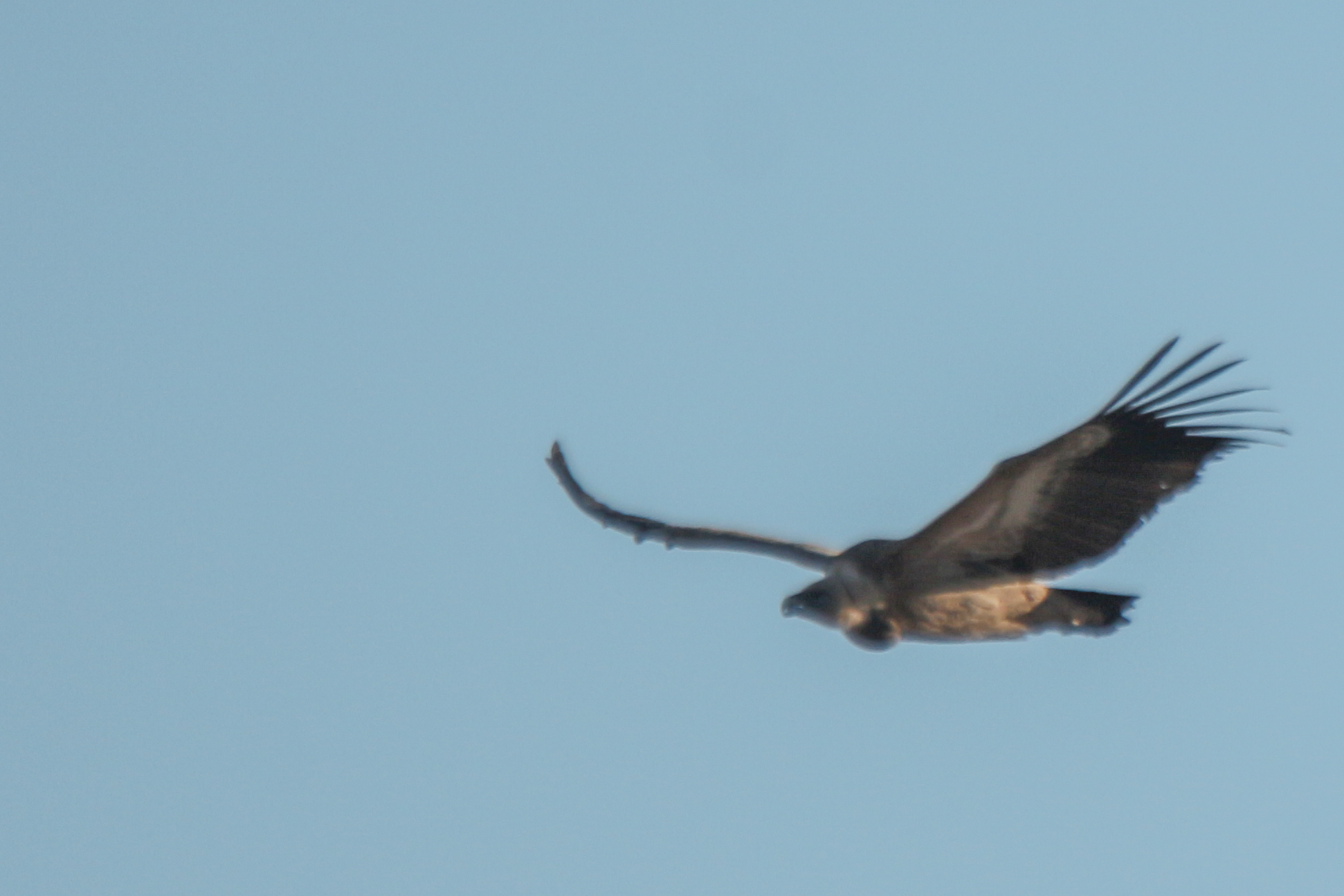Griffon Vulture (Gyps fulvus), photo 7