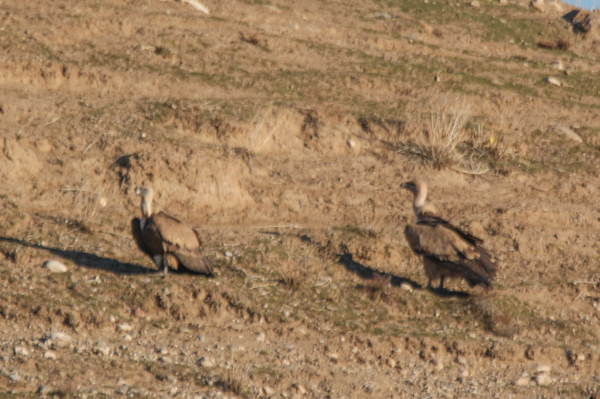 Griffon Vulture (Gyps fulvus), photo 9