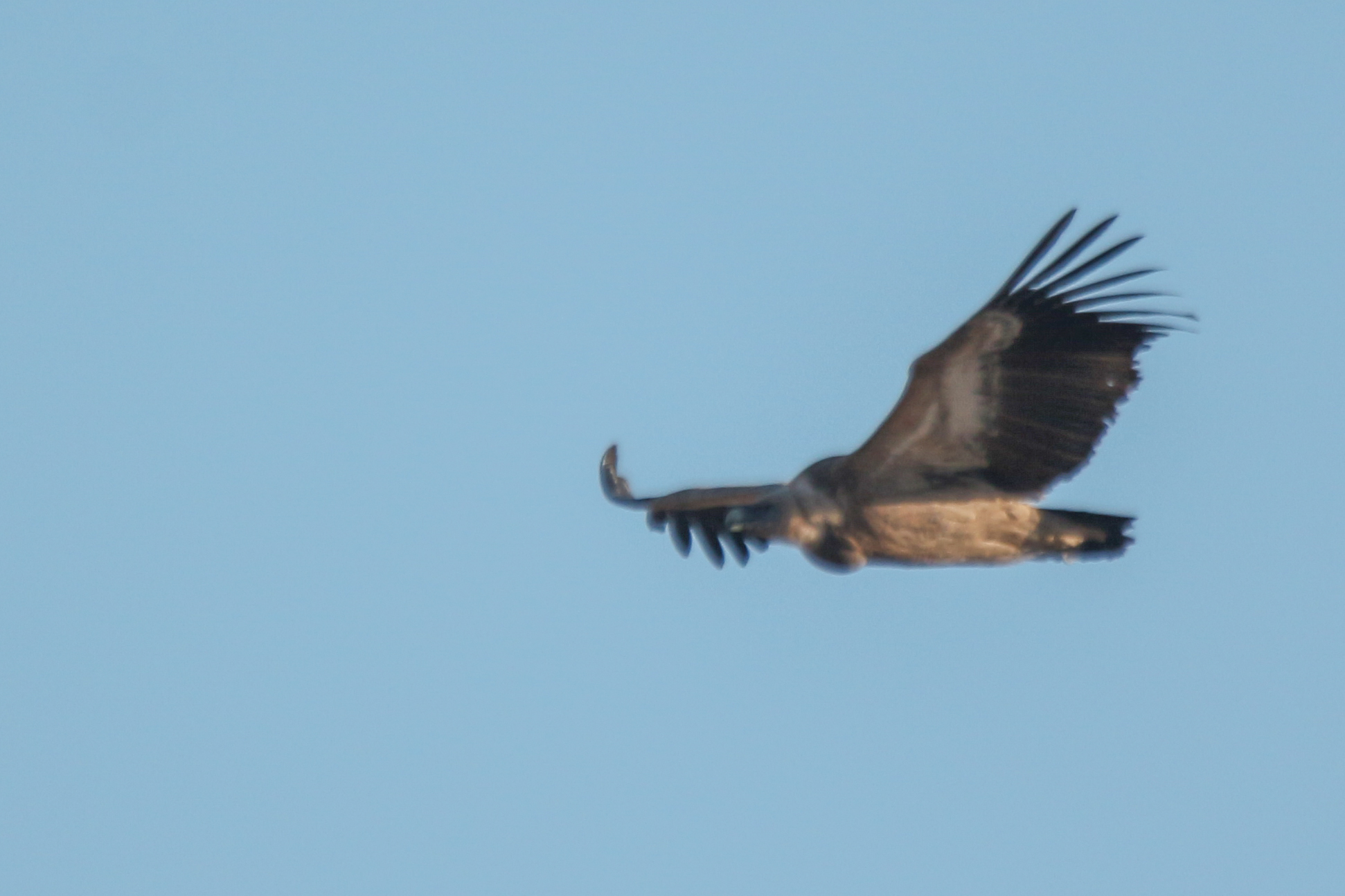 Griffon Vulture (Gyps fulvus), photo 8
