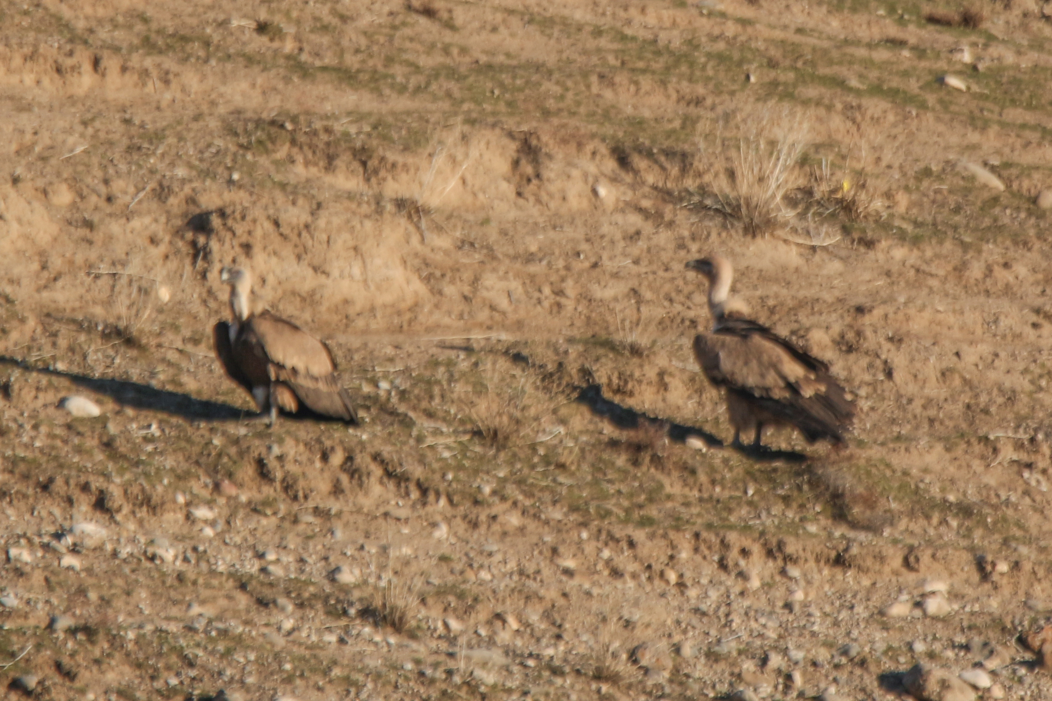 Griffon Vulture (Gyps fulvus), photo 10