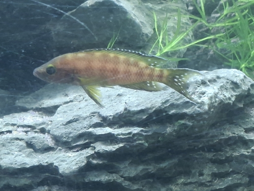 Buescher's Lamprologus