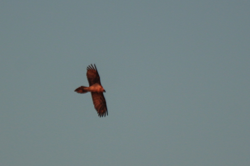 Bearded Vulture (Gypaetus barbatus), photo 10