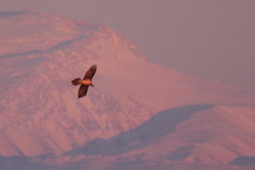 Bearded Vulture (Gypaetus barbatus), photo 9