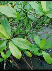 Rhizophora mangle