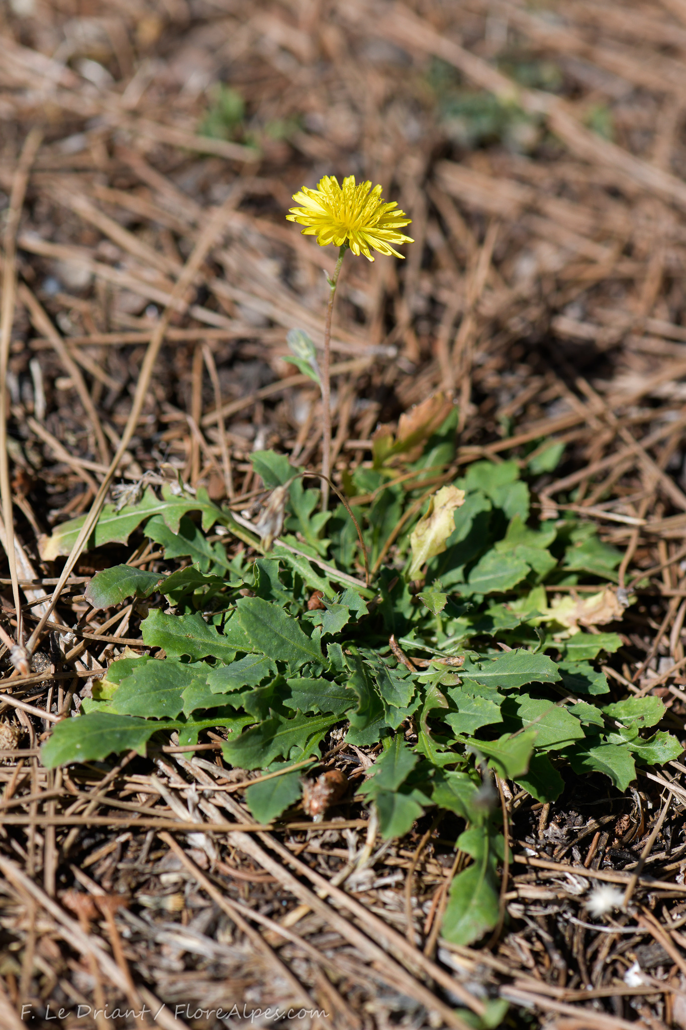 Crepis bursifolia