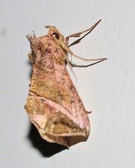 Pseudeva purpurigera