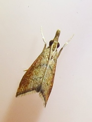 Microcausta flavipunctalis
